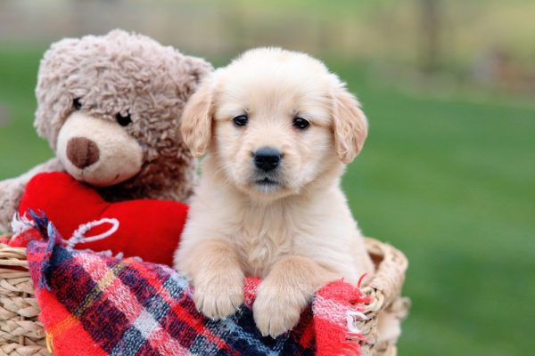 Image of Gabby, a Golden Retriever puppy