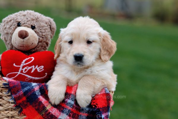 Image of Glory, a Golden Retriever puppy