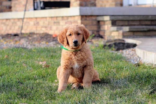 Image of Hunter, a Golden Retriever puppy