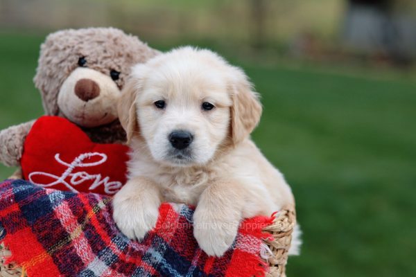 Image of Lance, a Golden Retriever puppy