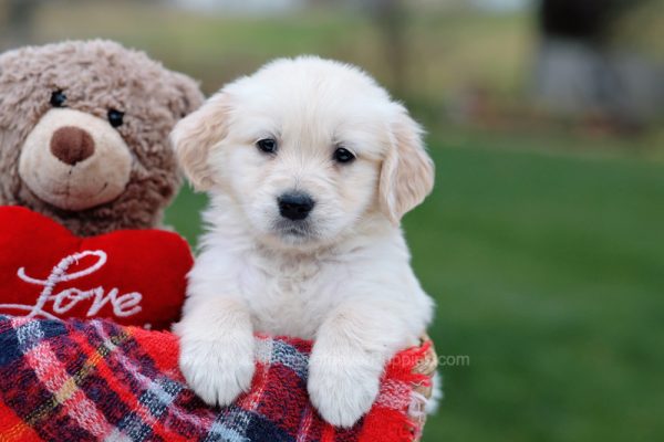 Image of Lela, a Golden Retriever puppy