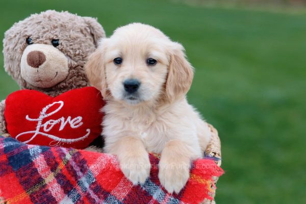 Image of Lennie, a Golden Retriever puppy