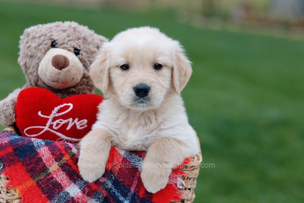 Image of Leo, a Golden Retriever puppy