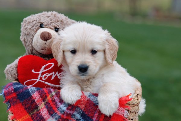 Image of Lily, a Golden Retriever puppy