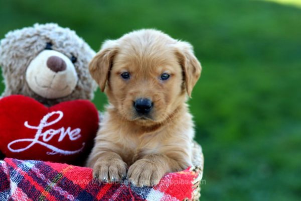 Image of Rambo, a Golden Retriever puppy