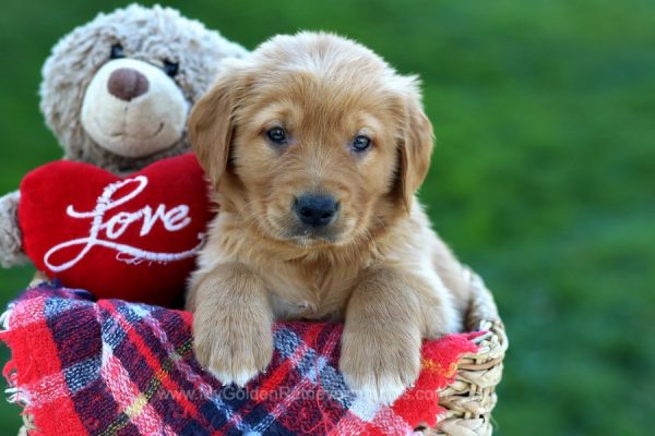 Image of Randolf, a Golden Retriever puppy