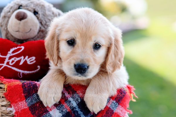 Image of Rosie, a Golden Retriever puppy