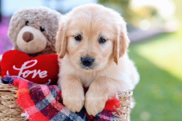 Image of Roxie, a Golden Retriever puppy