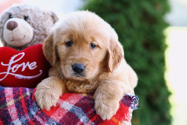 Image of Ruby, a Golden Retriever puppy