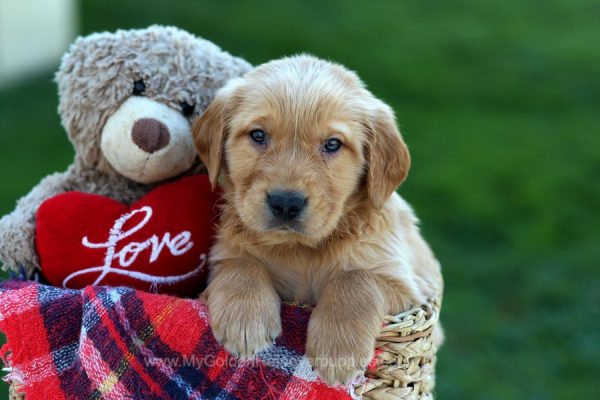 Image of Rudolph, a Golden Retriever puppy