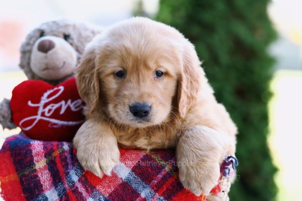 Image of Ruger, a Golden Retriever puppy