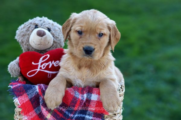 Image of Ruger, a Golden Retriever puppy