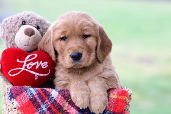 Image of Samson, a Golden Retriever puppy