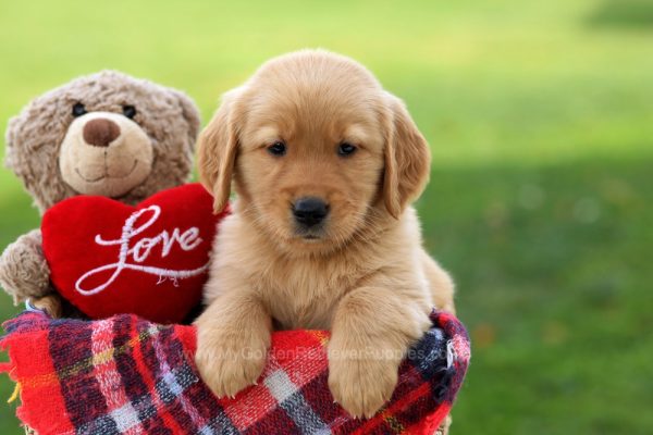 Image of Sassy, a Golden Retriever puppy