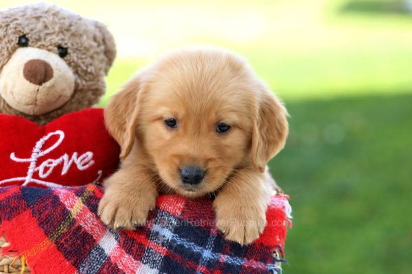 Image of Scooby Doo, a Golden Retriever puppy