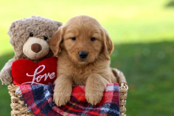 Image of Shelly, a Golden Retriever puppy