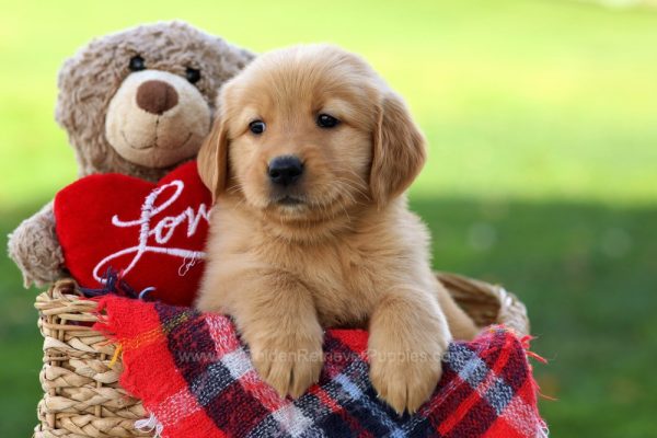 Image of Silky, a Golden Retriever puppy