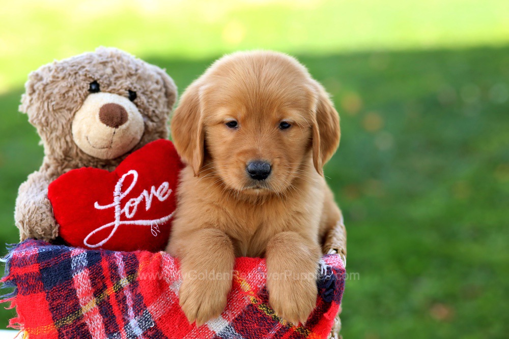 Splash - My Golden Retriever Puppies