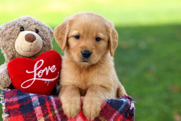 Image of Stryker, a Golden Retriever puppy