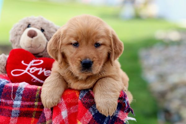 Image of Tanga, a Golden Retriever puppy