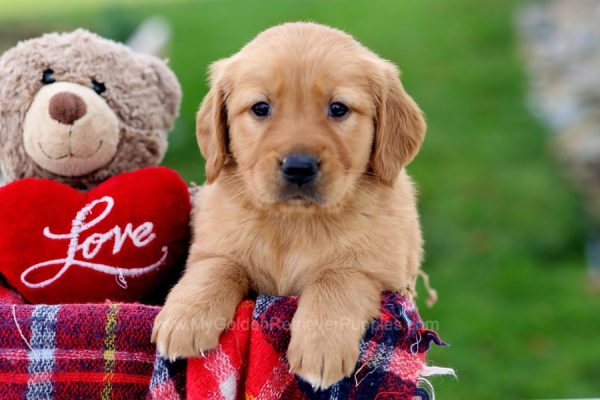 Image of Thane, a Golden Retriever puppy