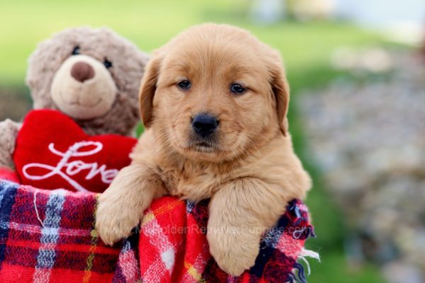 Image of Tia, a Golden Retriever puppy