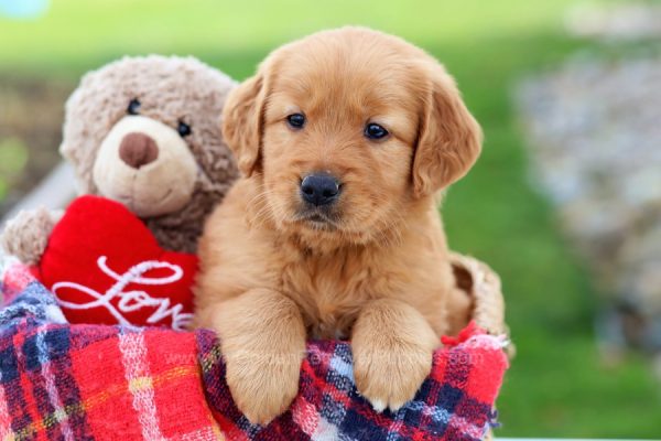 Image of Uncle Jack, a Golden Retriever puppy