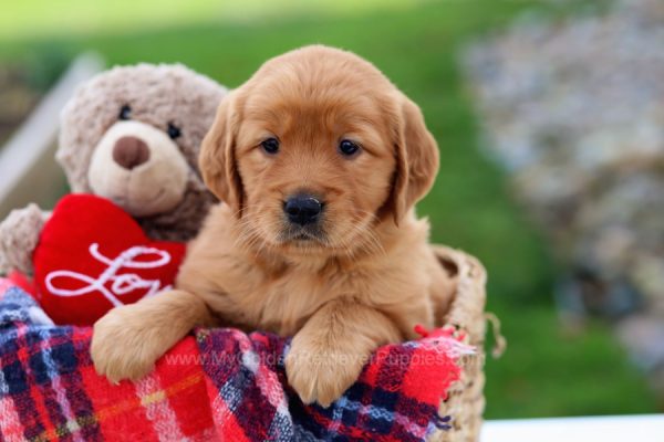 Image of Unicorn, a Golden Retriever puppy