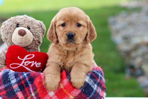 Image of Ursula, a Golden Retriever puppy