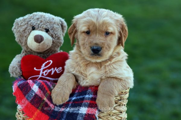 Image of Andy, a Golden Retriever puppy