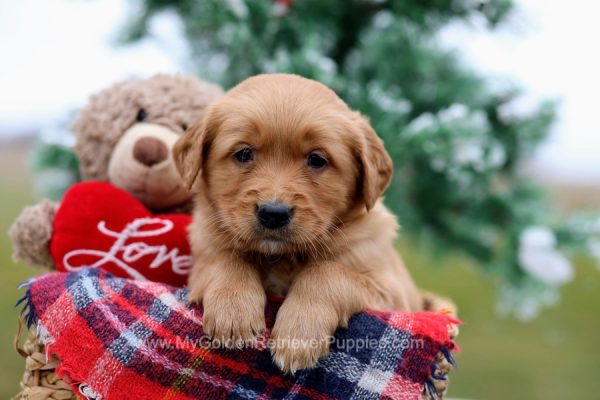 Image of Arthur, a Golden Retriever puppy