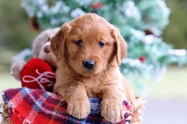 Image of Bella, a Golden Retriever puppy