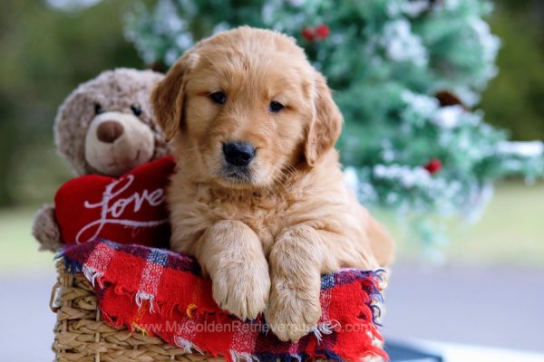 Image of Bruno, a Golden Retriever puppy