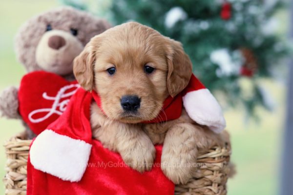 Image of Candy, a Golden Retriever puppy