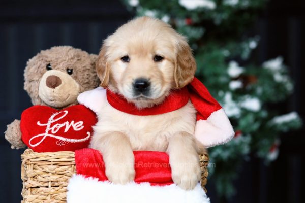 Image of Carol, a Golden Retriever puppy