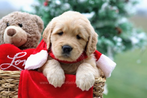 Image of Cassie, a Golden Retriever puppy