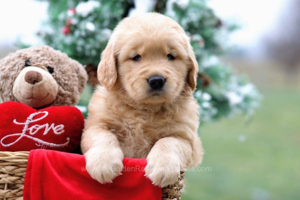 Image of Cooper, a Golden Retriever puppy