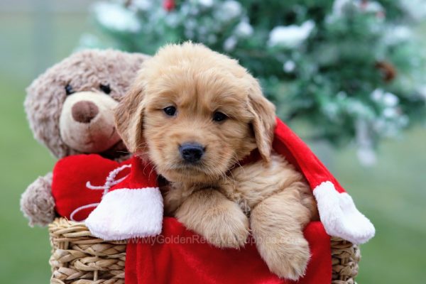 Image of Dallas, a Golden Retriever puppy