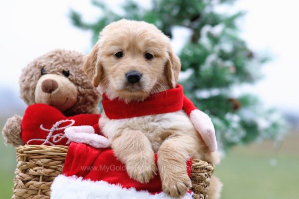 Image of Darcy, a Golden Retriever puppy