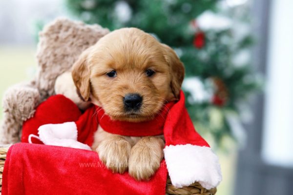 Image of Eve, a Golden Retriever puppy