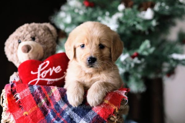 Image of Gabby, a Golden Retriever puppy