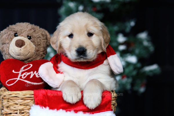 Image of Gloria, a Golden Retriever puppy