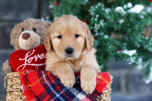 Image of Haley, a Golden Retriever puppy