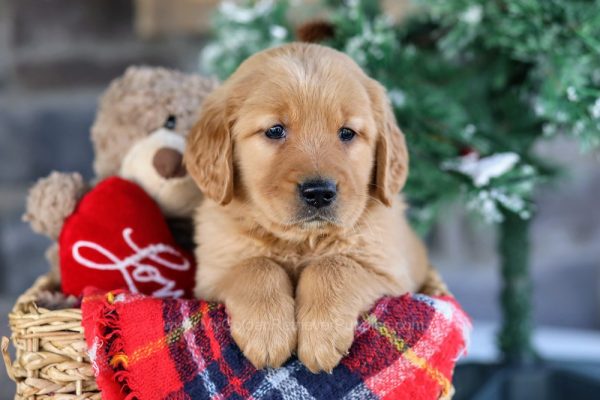 Image of Harold, a Golden Retriever puppy