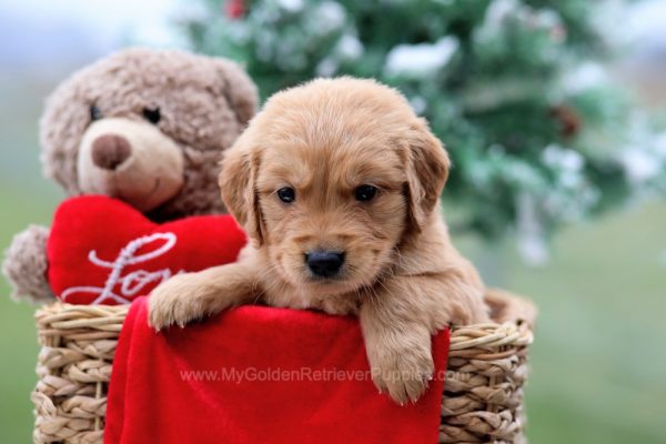 Image of Harris, a Golden Retriever puppy