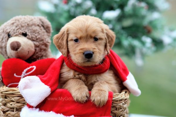 Image of Hayden, a Golden Retriever puppy