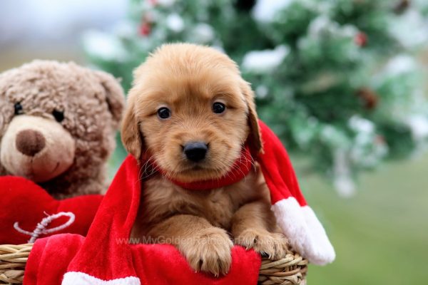 Image of Heath, a Golden Retriever puppy