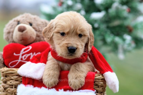 Image of Hudson, a Golden Retriever puppy