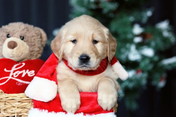 Image of Ivy, a Golden Retriever puppy