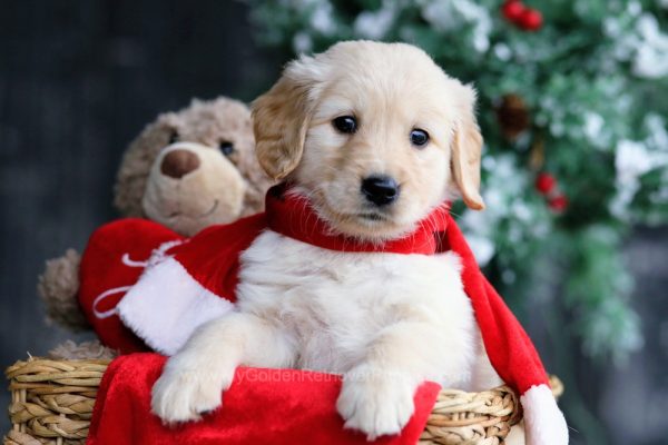 Image of Jerilyn, a Golden Retriever puppy